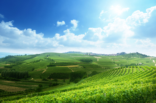 Barolo Wein, einer der besten Rotweine Italiens.